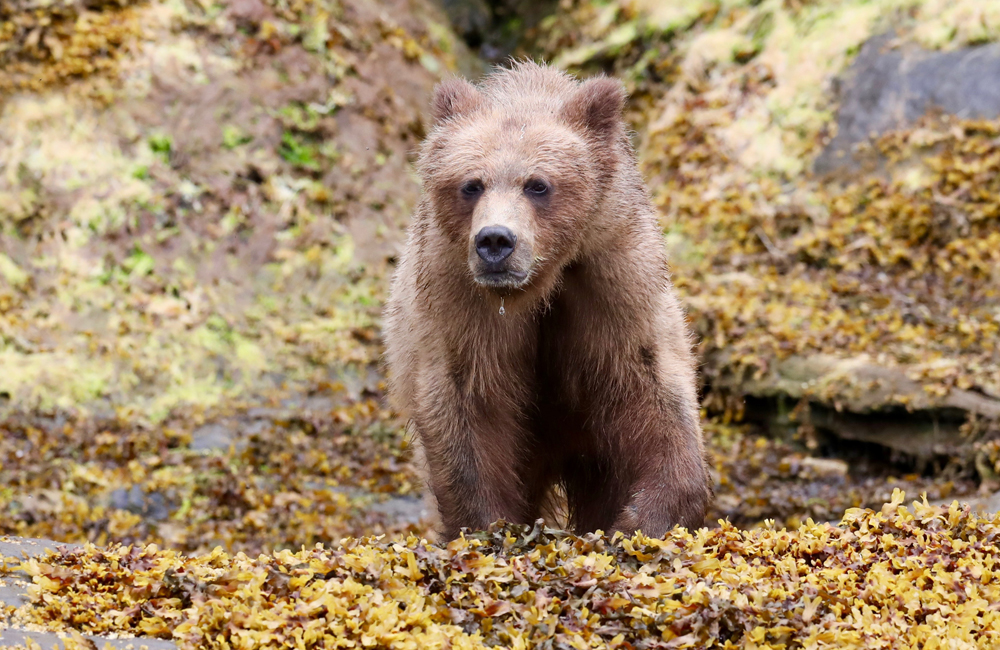 grizzly bear tours from prince rupert