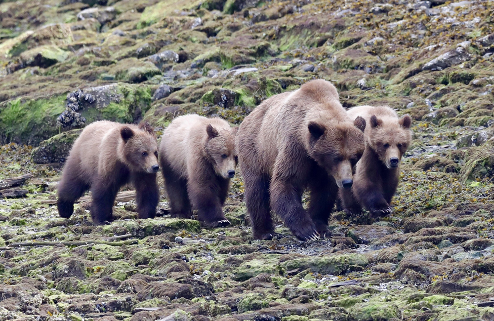 grizzly bear tours from prince rupert