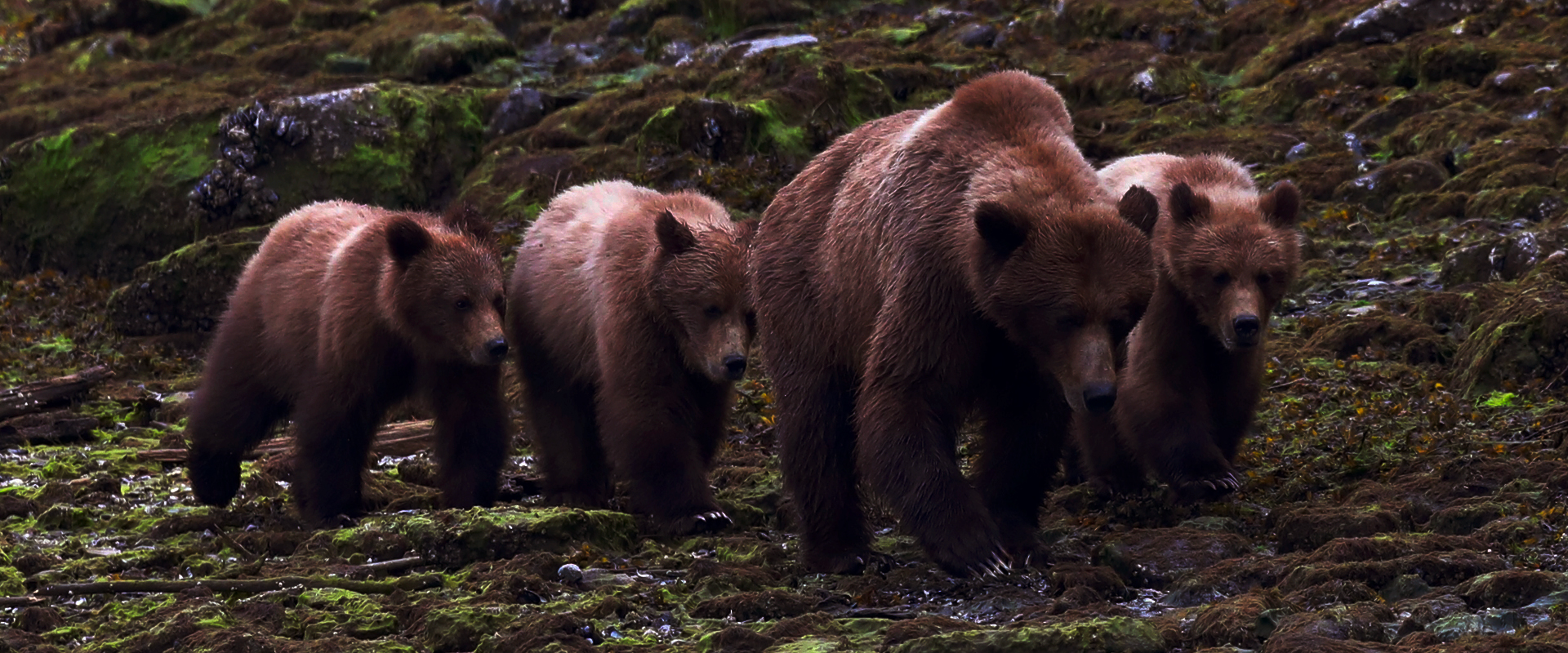 grizzly bear tours from prince rupert