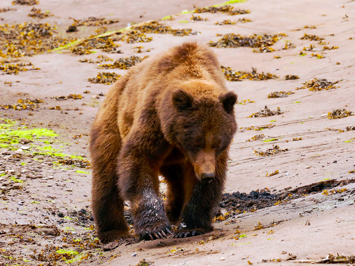 Return to the Khutzeymateen – Prince Rupert Adventure Tours