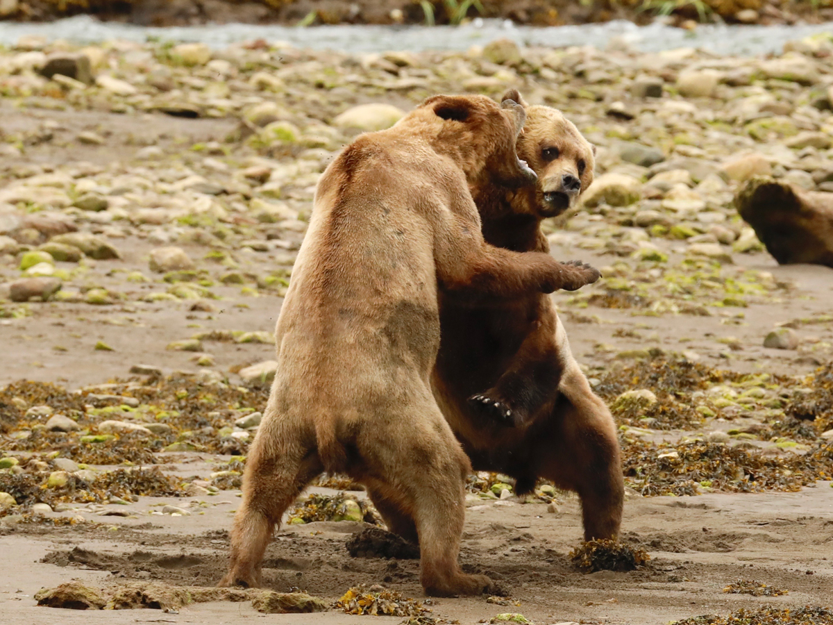 A Grizzley Bear Season Like Never Before