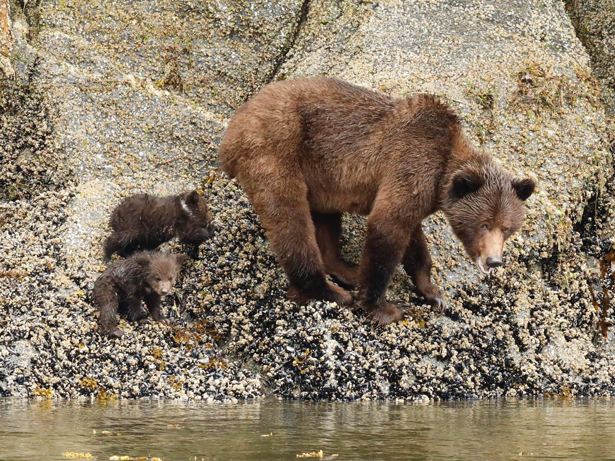 A Grizzley Bear Season Like Never Before