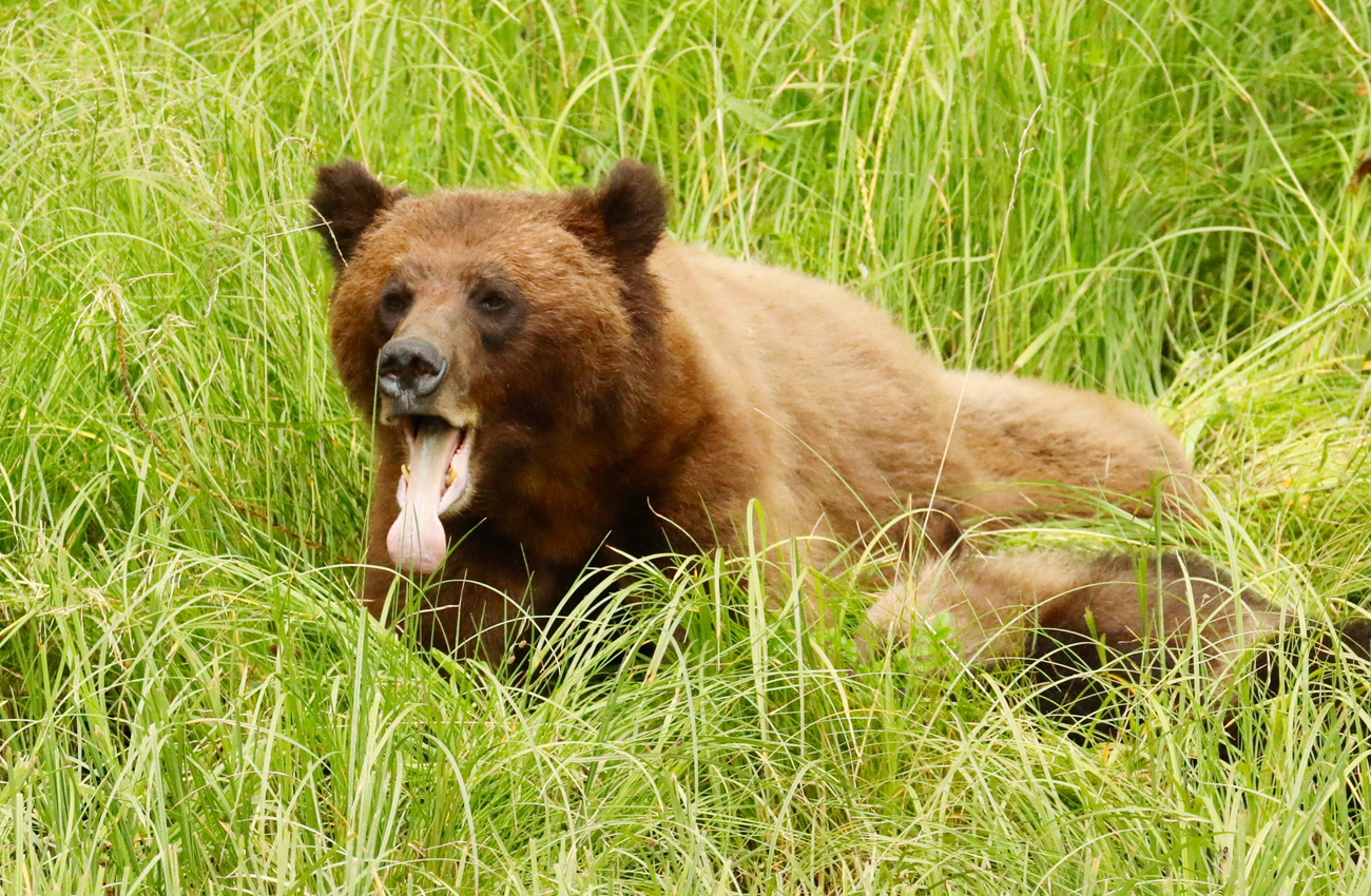 A Grizzley Bear Season Like Never Before